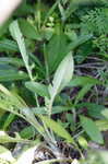 Small's ragwort